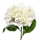 Hydrangea