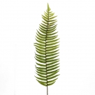 Fern branch