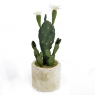 Cactus w.flower