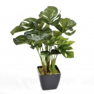 Split philo in pot