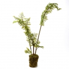 Fern x8 in moss pot