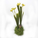 Daffodil in grass
