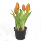 Tulip x5
