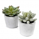 Cactus in pot