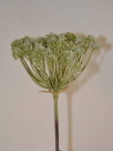 Alium w.glitter