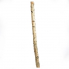 Birch trunk