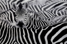 Picture zebras