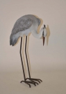 Heron standing