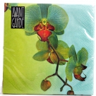 Napkin orchid