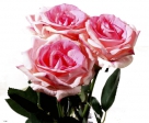 Annebel rose