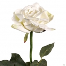 Queen anne rose