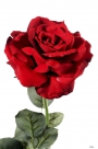 Queen anne rose