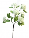 Viburnum roseum x6