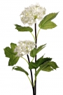Viburnum roseum x2