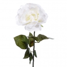 Rose delstorm