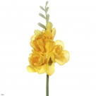 Freesia anastasia