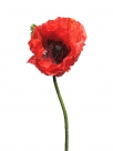 Poppy nudicaule