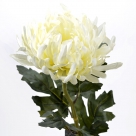 Chrysant iba