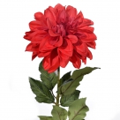 Dahlia esli