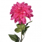 Dahlia esli