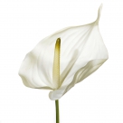 Anthurium elido