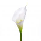Zantedeschia akela
