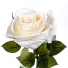 Rose dijon