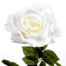 Rose flixton