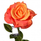 Rose flixton