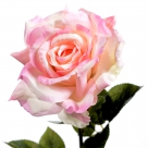 Rose flixton