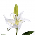 Lilium