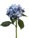 Hydrangea artist