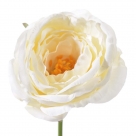 Rose rodin