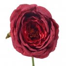 Rose rodin
