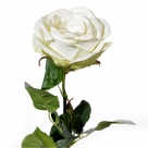 Rose servati