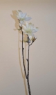 Magnolia devin spray
