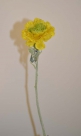 Ranunculus rachelle