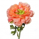 Ranunculus rachelle