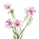 Cosmos mistique