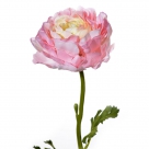 Ranunculus asiaticus