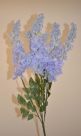 Wisteria vaiana