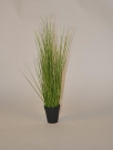 Grass in pot