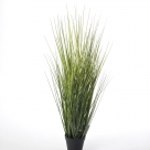 Grass in pot