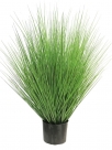 Grass in pot