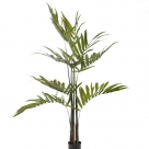 Kentia palm w. pot