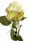 Salzburg rose