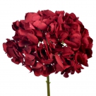 Hydrangea jadey
