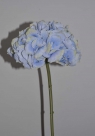Hydrangea jadey