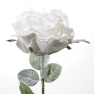 Rose spray w snow