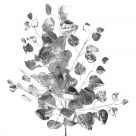 Rose leaves spray